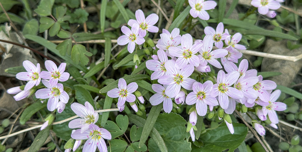 spring beauties in bloom along the Forked Aster Trail in the Milwaukee River Parkway, Glendale