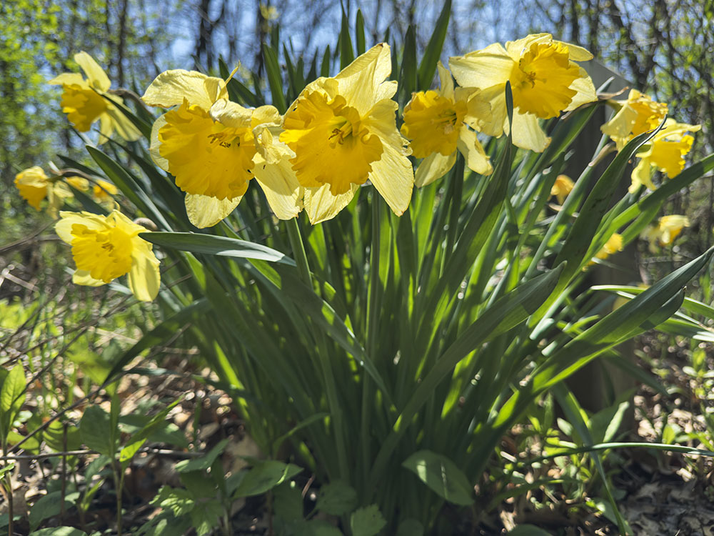 Someone with good intentions planted non-native daffodils throughout the woodland.