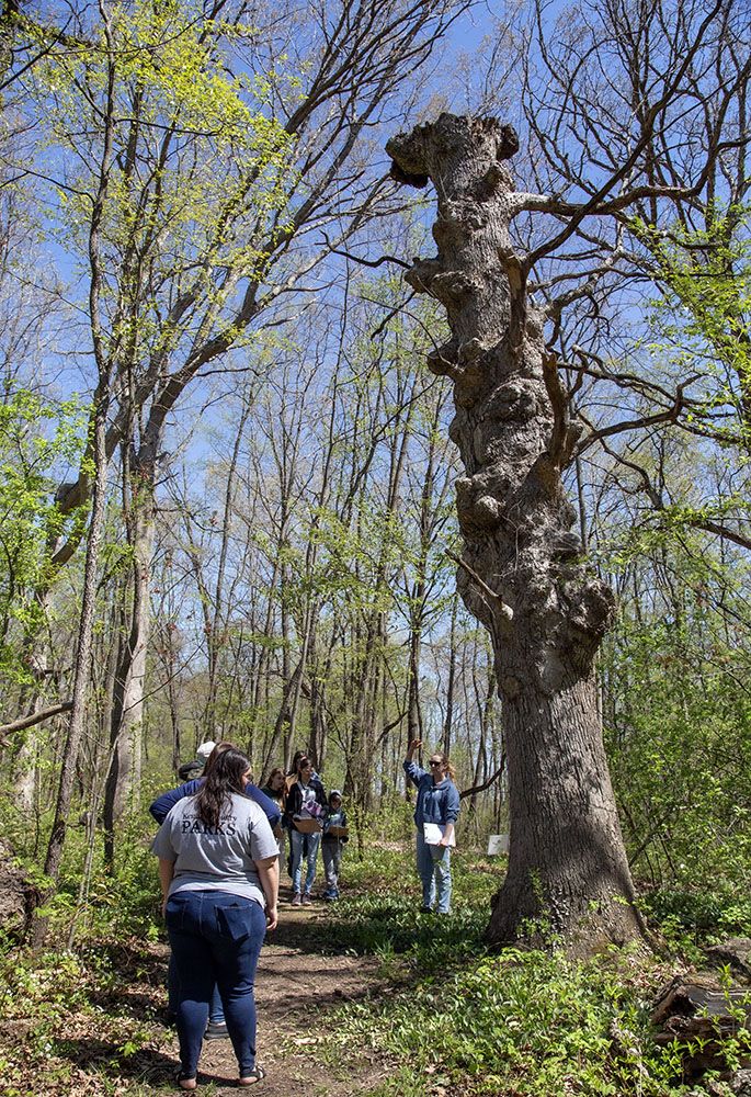 "The burly tree." It is covered in burls, which are growths that form on a tree after damage has occurred because of insects, fungus, storms, fire, or other factors. The tree is dead and recently lost its top, but the cavities throughout provide microhabitats for animals and other organisms.