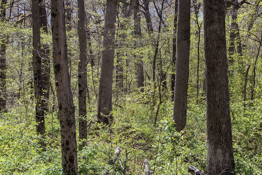 The spring foliage aglow with morning light.