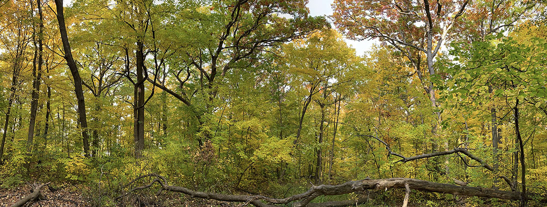 autumn panorama at Grootemaate Nature Presserve
