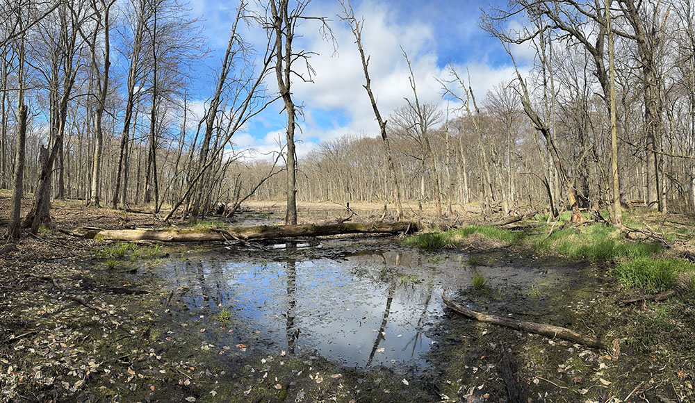 Ephemeral ponds, aka vernal pools, show up after the winter snow melts; they provide essential habitats for certain species such as salamanders. This one is deep in the Cedarburg Beech Woods State Natural Area near Saukville.