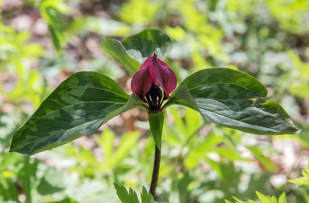 Uncommon red (or prairie) trilliums were a common sight along the trails in Bristol Woods.