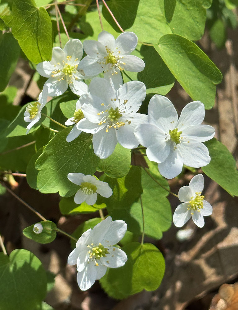 False Rue Anemone blossoms on the forest floor.