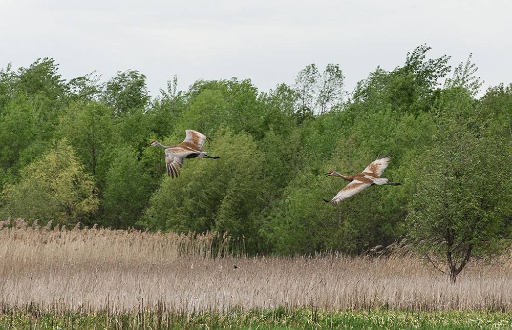 A pair of sandhill cranes taking flight when I get too close at Paradise Valley State Wildlife Area in Dousman.