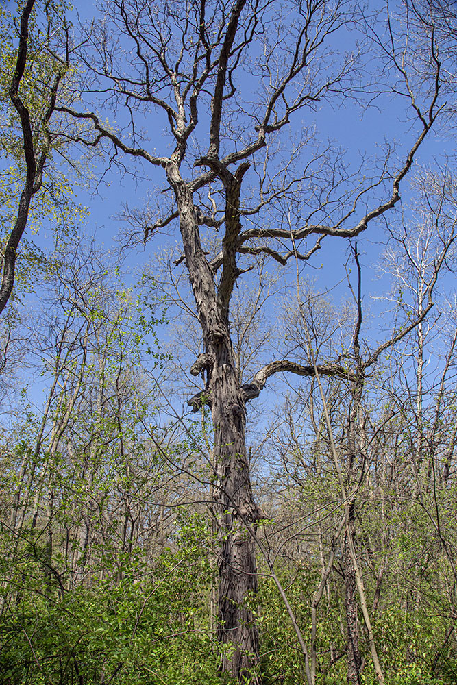 Oaks are not the only big trees at Bristol Woods. This is a shagbark hickory.