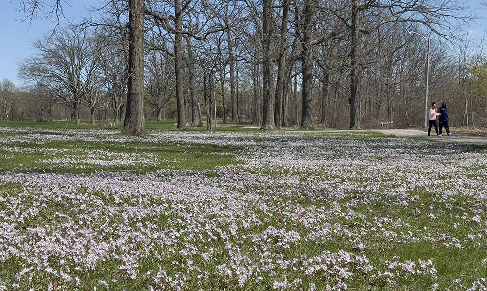 Spring beauties bloom in May, dappling the lawns throughout the park.