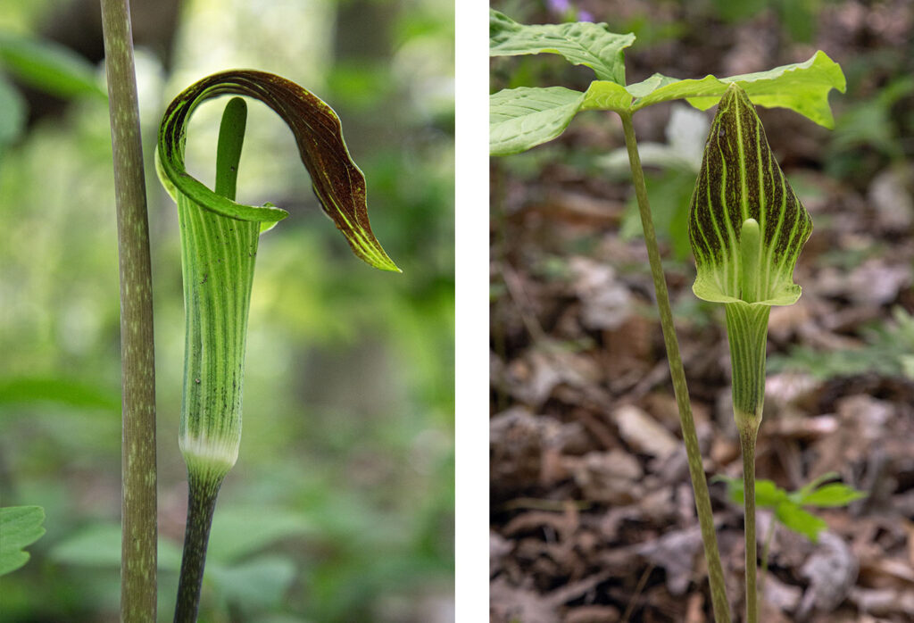 Jack in the Pulpit was the name of the game the day I went to Tabor Woods in Caledonia. I saw plenty of them and couldn't decide which of these two shots I liked better--so I included both!