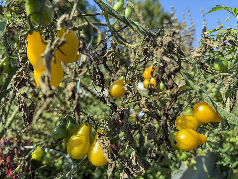 Community gardens next to the senior center would be displaced by the proposed new development.