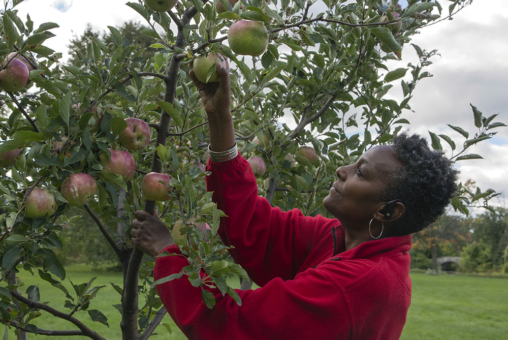 Vevette, a regular at the senior center, picks an apple from the orchard in McGovern Park.