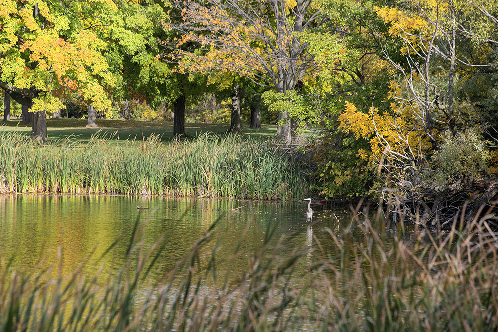 A great blue heron finds a secluded spot in the lagoon across from the senior center.