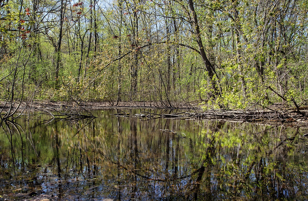 A woodland pond.