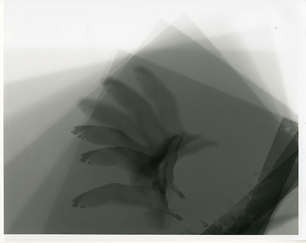 Lake Michigan Gull, multiple exposure silver gelatin print, Lake Michigan, 2024