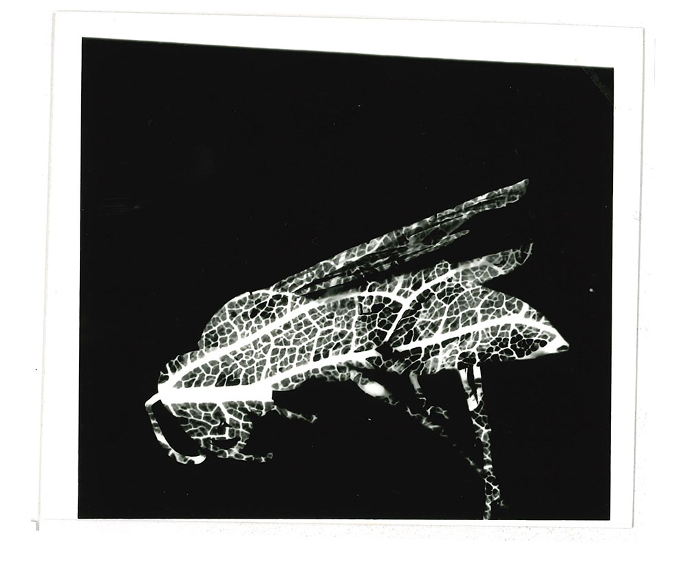 Journey Interrupted, double exposure silver gelatin print, Lake Michigan, 2024