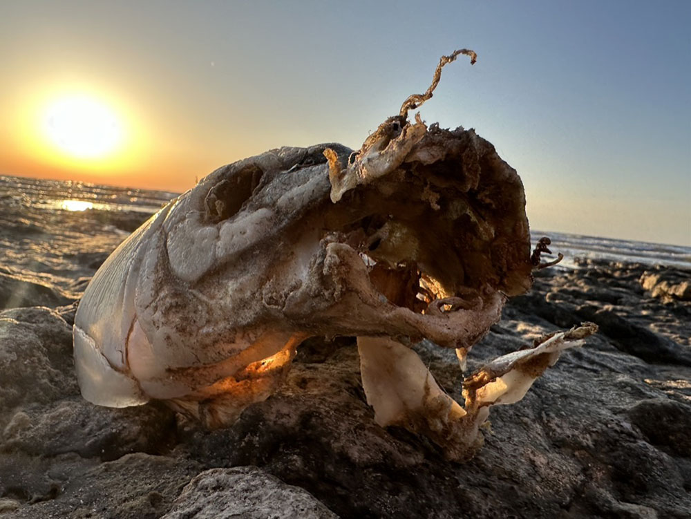 Kidnapped Species, (carp skull), digital photograph, 2025