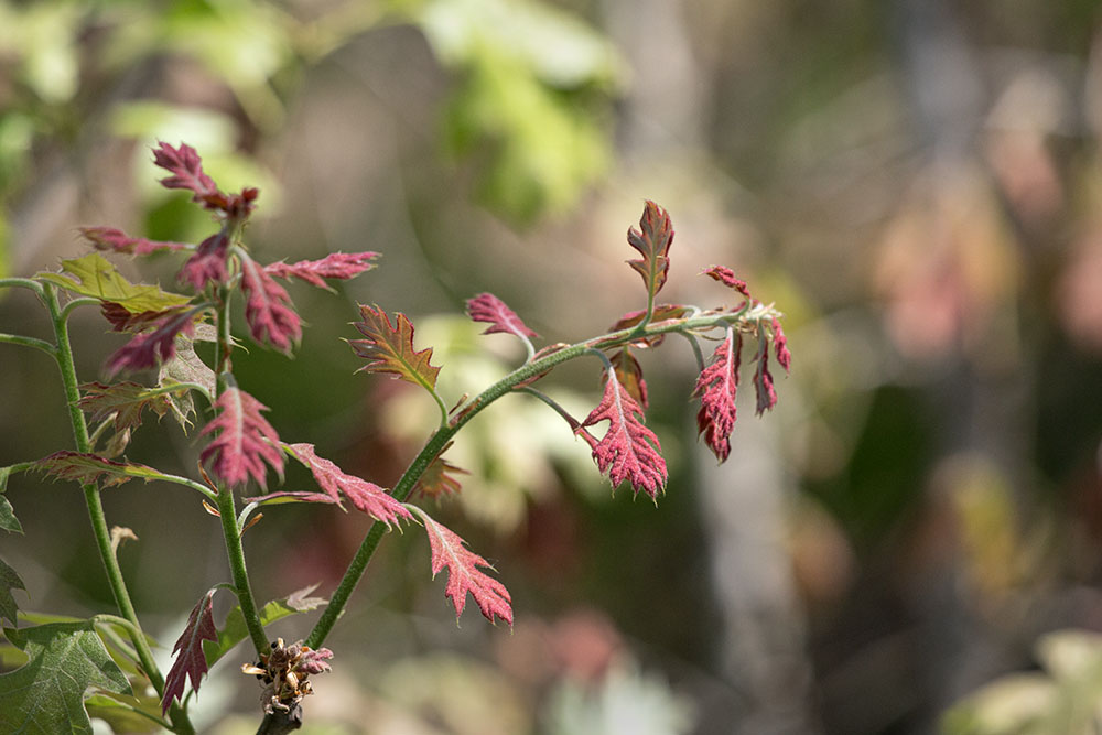 A young bur oak. Oaks are among the plants that have adapted to be fire resistant.