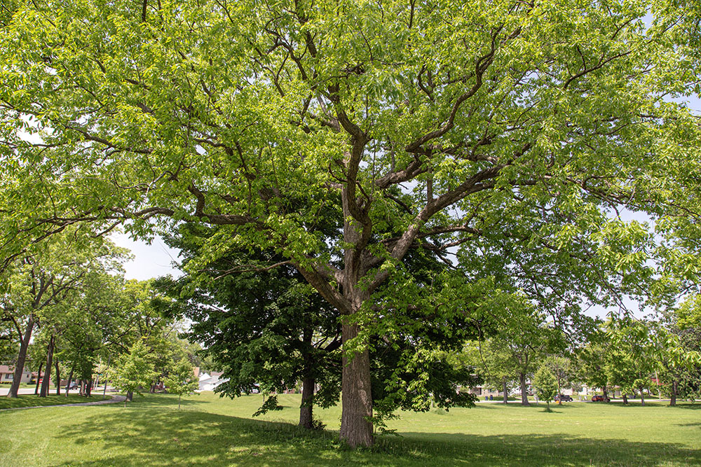 Champion chinquapin oak, the largest of its species in Wisconsin, in McGovern Park.