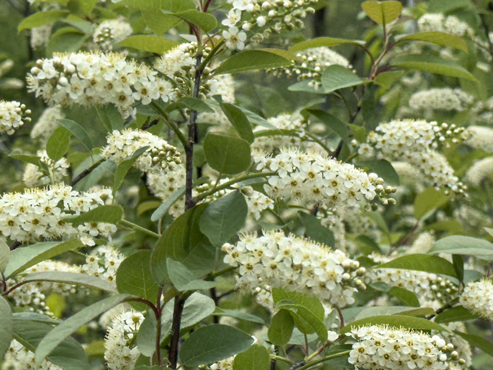 Choke cherry bushes in bloom along the path.