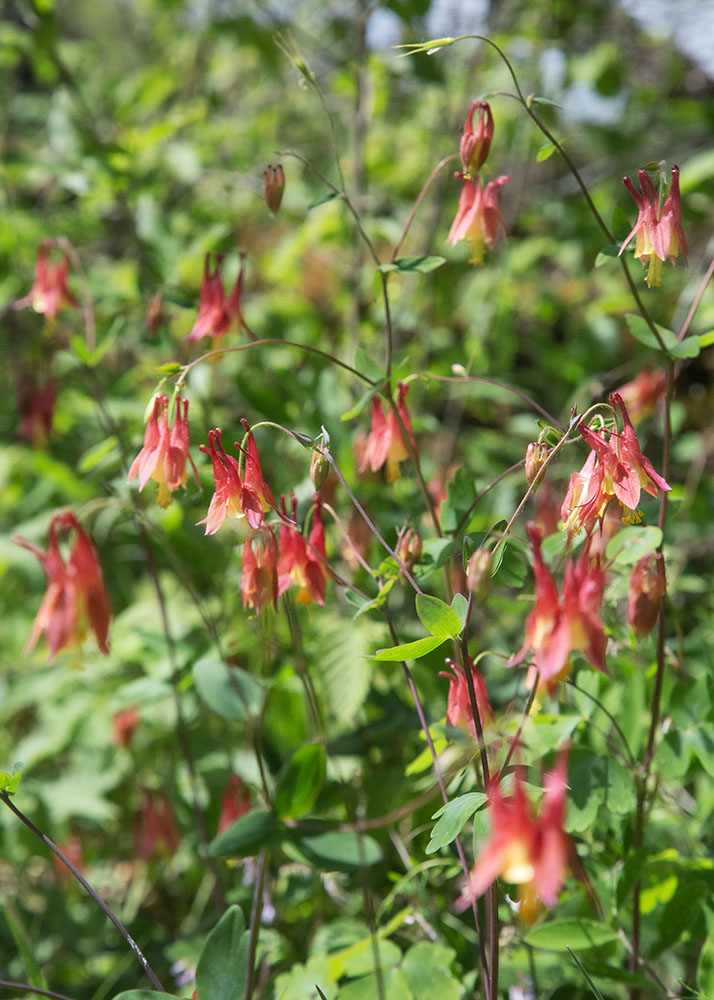 Wild native columbines in bloom.