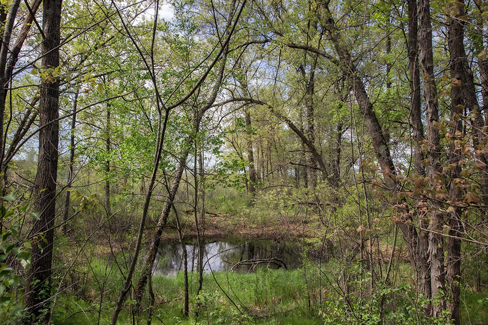 An ephemeral pond, aka vernal pool, which dries up during the summer, is essential habitat for certain species such as salamanders.