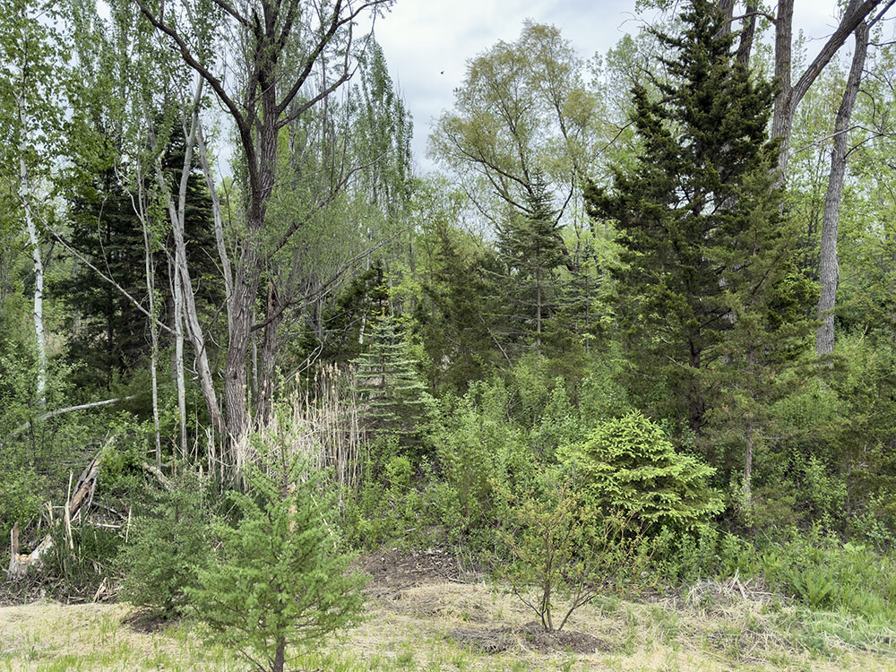 A small natural wetland was left intact as a buffer between the park and the city service yard.
