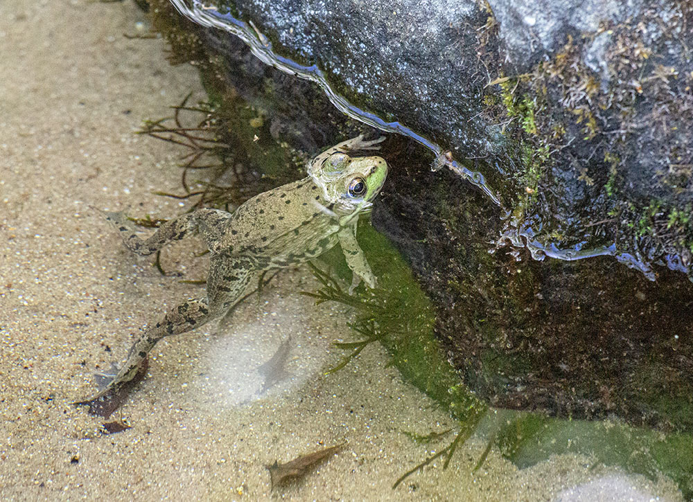 A green frog in the crystal clear water at the headwaters spring.