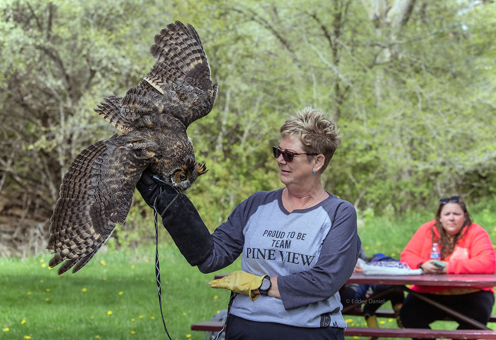Pine View Wildlife Rehabilitation Center, located in nearby Fredonia, brought a selection of their rescued birds for a show and educational demonstration. Volunteer Kelli with Soren, a great horned owl.