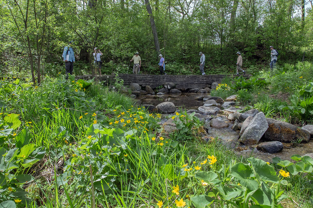 A complex of springs at the headwaters of the Scuppernong River.