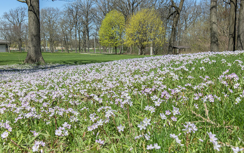 Spring beauties in bloom grace a low hillside in the park.