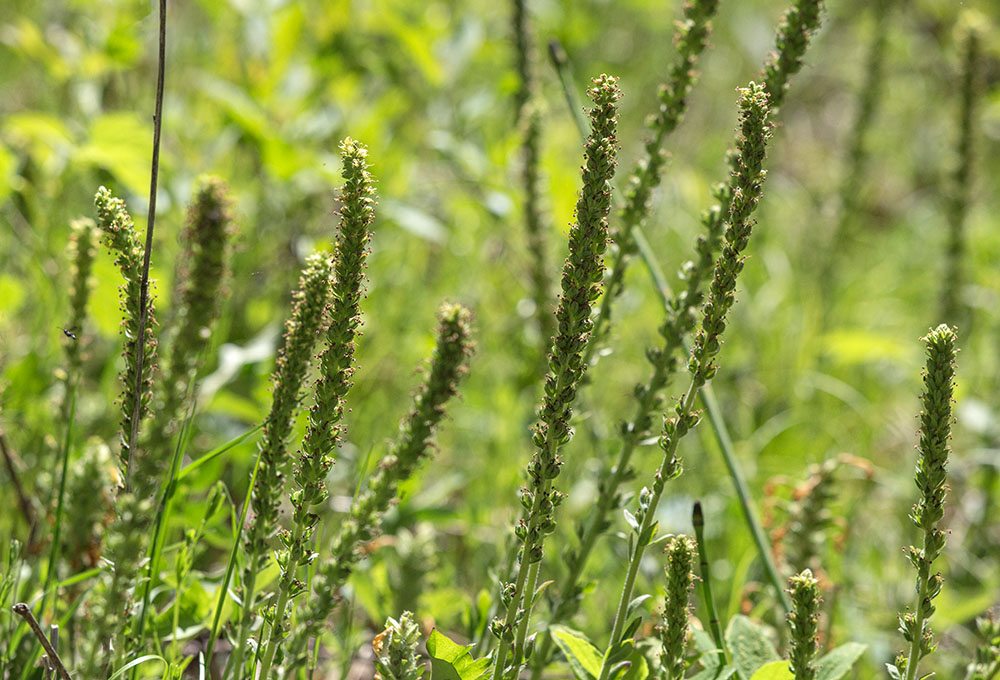 The subtle forms and colors of native kittentail flowers, a threatened species that is rare in most of its range except in the Southern Kettle Moraine.