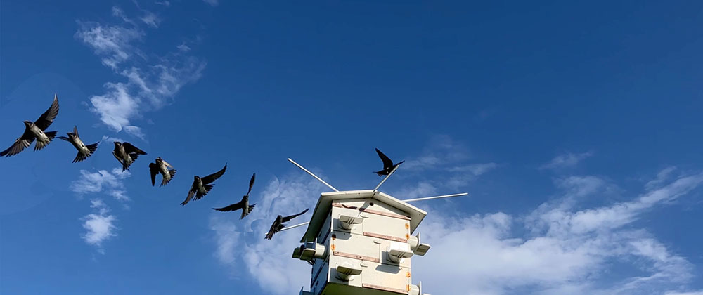 Purple Martin House, multiple exposure digital print