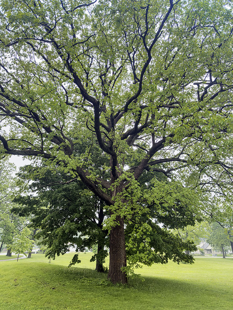 McGovern Park is home to the Champion chinquapin oak, the largest of its species in Wisconsin.