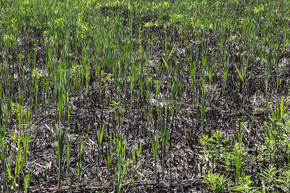 New shoots sprout in a marshy area following a controlled burn.