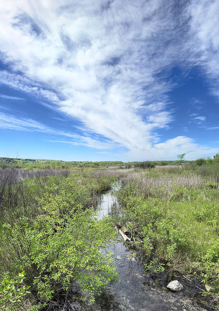 Left unchecked, willows, such as the one in the left foreground next to the Scuppernong River, may gradually take over the wetland.