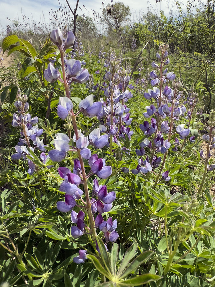 Sundial lupines, one of the showier native flowers.