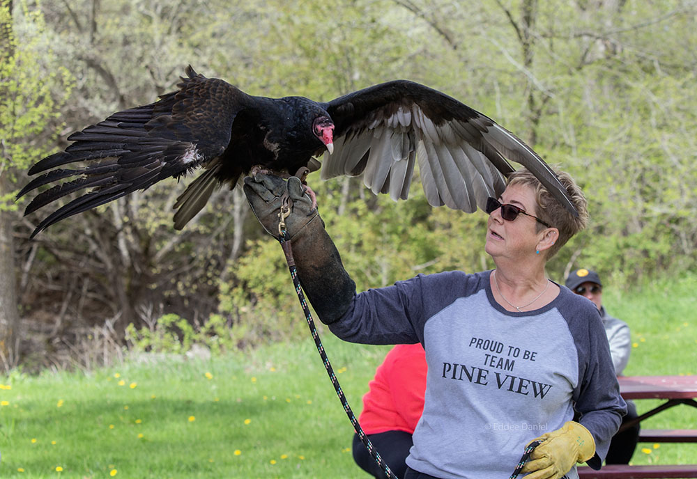 Kelli with a turkey vulture named DV, which is short for Darth Vader due to their heavy hissing when irritated.