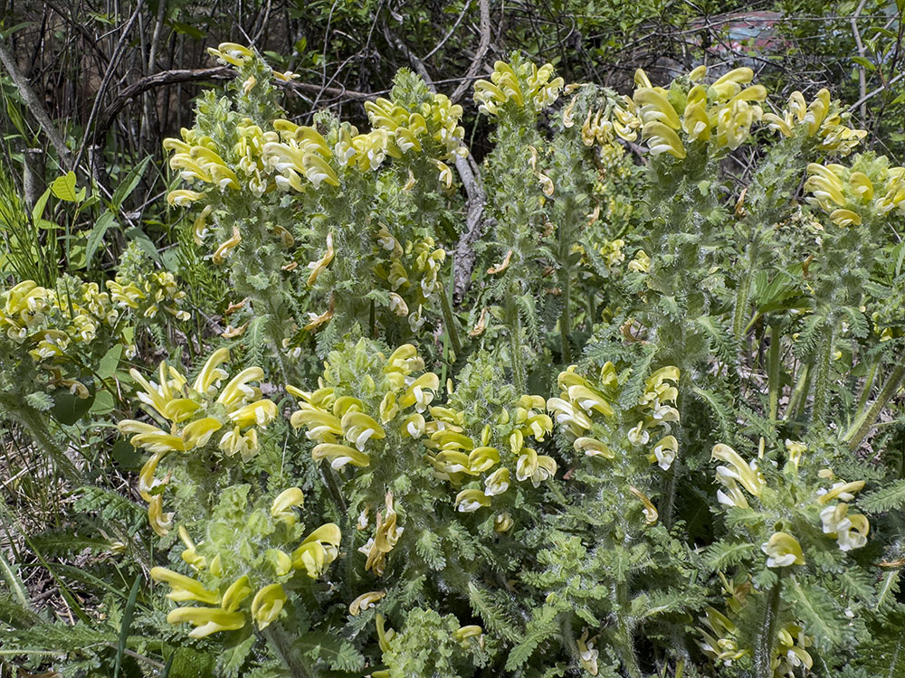 Wood betony, a native wildflower that typically grows in clumps like this one.