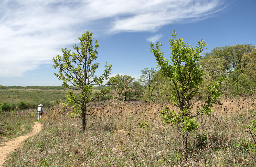 Young oaks pop up in a sandy upland prairie overlooking the Scuppernong Marsh.