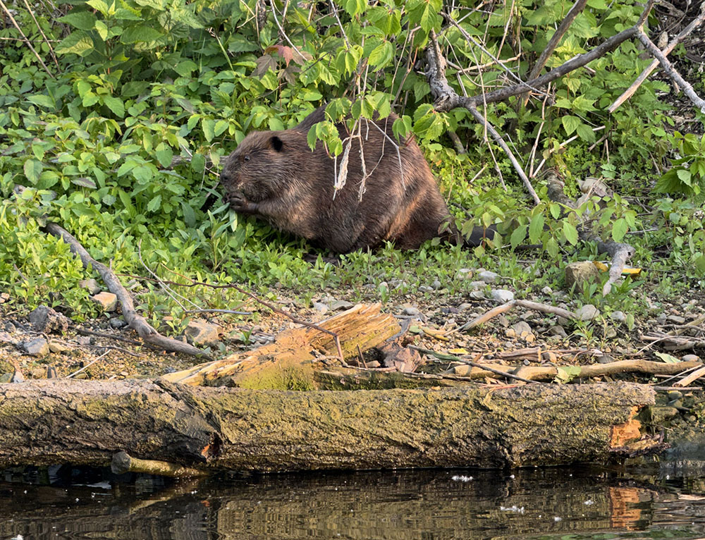 Beaver calmly chewing the greenery along the Menomonee Canal while 20 kayakers gawk and take photos and videos with their phones.