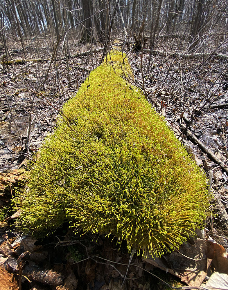 Ebullient moss! Cudahy Nature Preserve, Oak Creek.