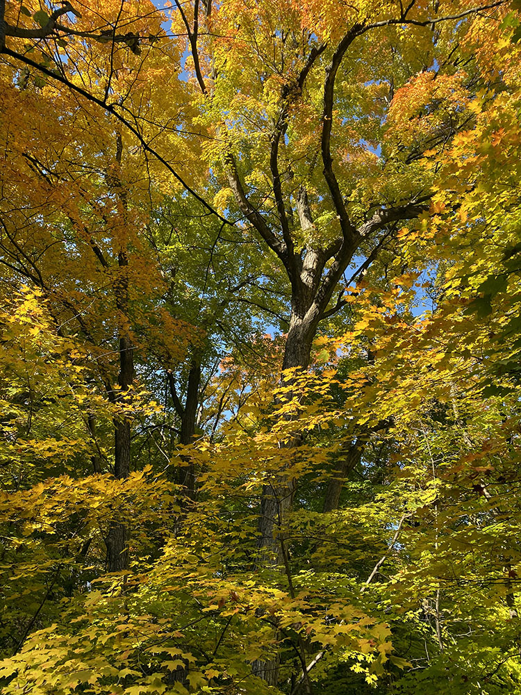 An Ecstasy of Autumn! Forest Exploration Center on the Milwaukee County Grounds, Wauwatosa.