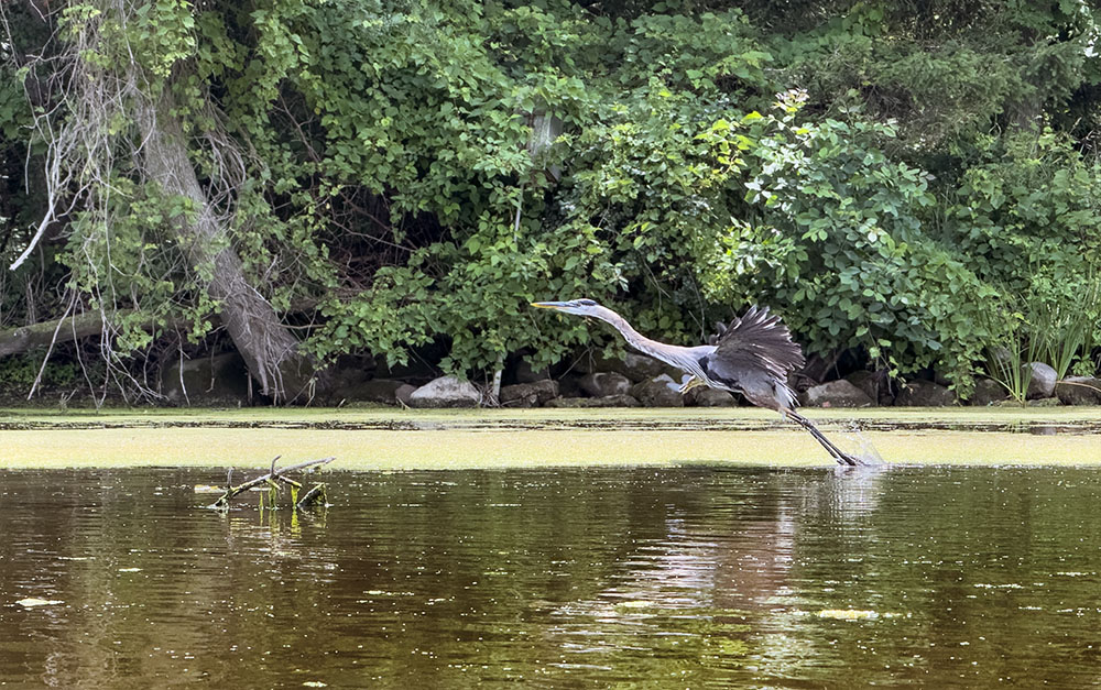 Great blue herons are among the abundant wildlife along the river.