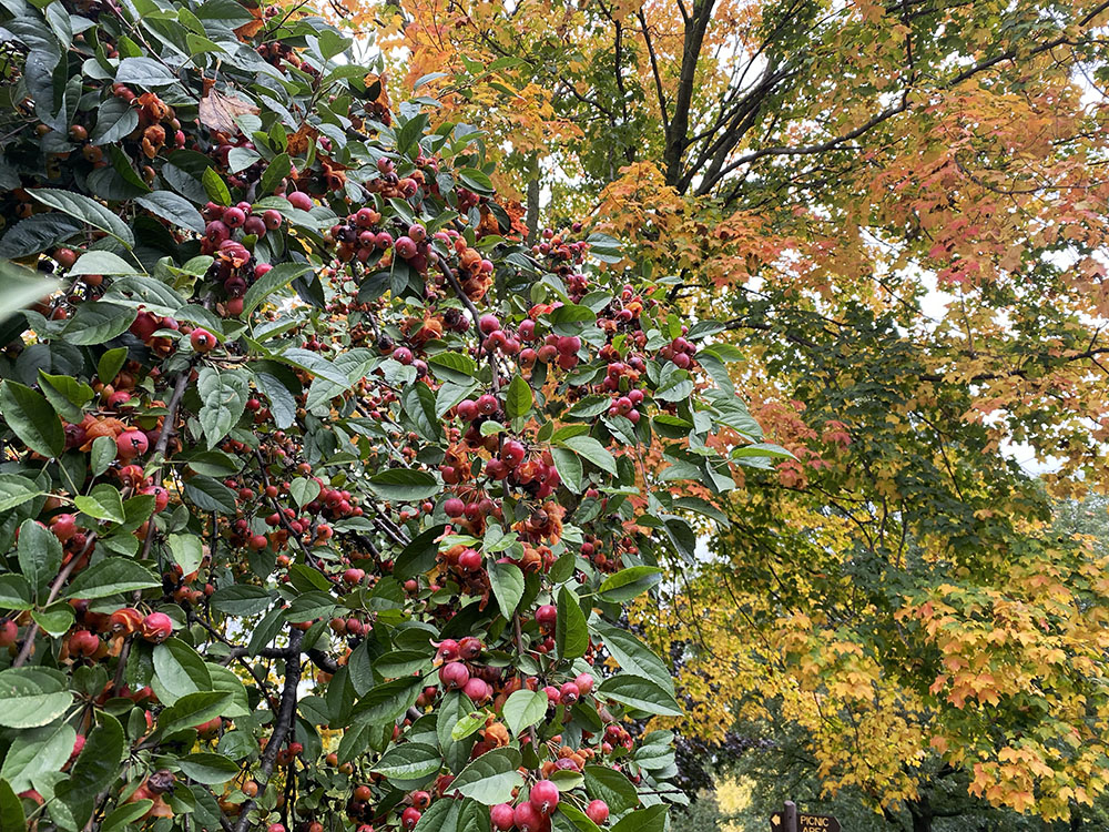 Autumn exuberance! Hoyt Park, Wauwatosa.