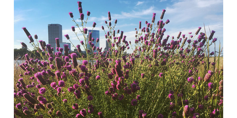 A spray of prairie clover resembling fireworks at Lakeshore State Park