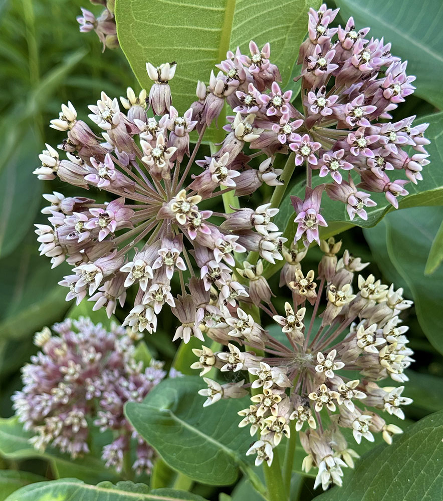 Explosive common milkweed flowers, Jacobus Park, Wauwatosa.
