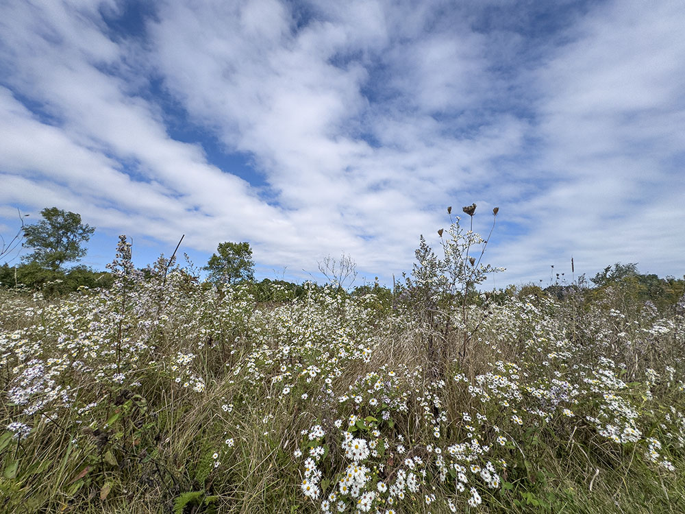An exuberance of asters and sky! Sam Poerio Park, Kenosha.