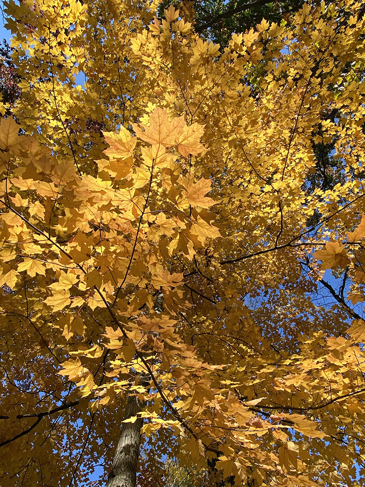 A paroxysm of maple at Pringle Nature Center, Kenosha County.