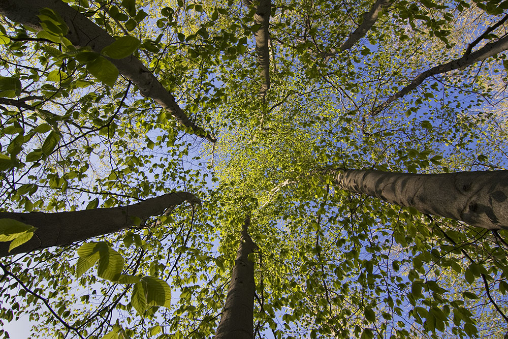 Implosion! American beech at Riveredge Nature Center, Saukville.