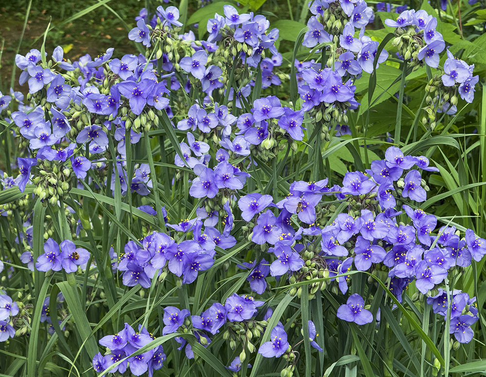 Spiderwort Fantasia! Menomonee River Parkway, Wauwatosa.