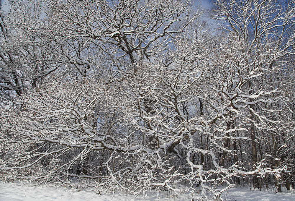 Snowy ecstasy at Wirth Park, Brookfield.